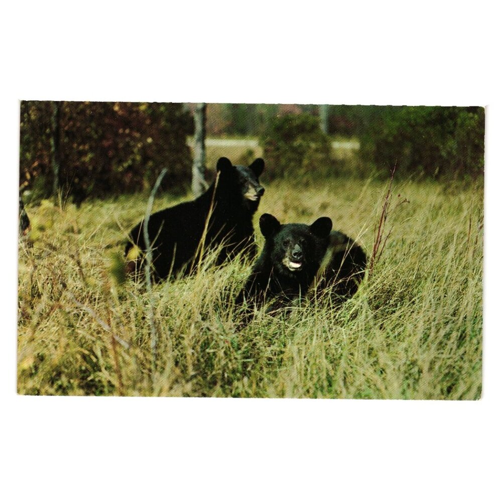 Vintage Postcard Vacationland Scene Black Bears L L Cook Co 1950 Collectible WI